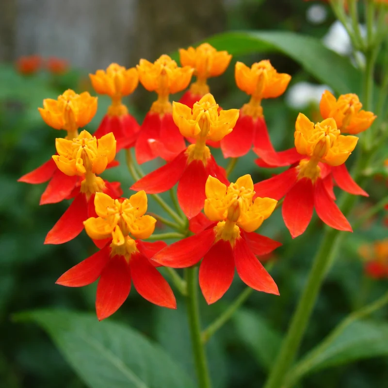Asclépiade ( Asclepias curassavica ‘Red Butterfly’)