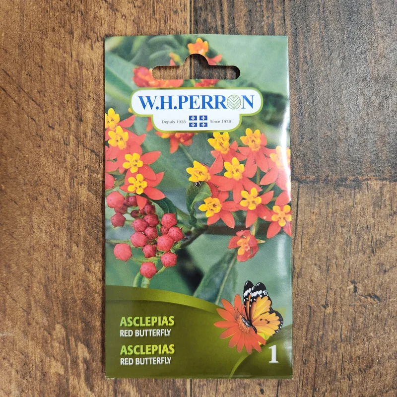 Asclépiade ( Asclepias curassavica ‘Red Butterfly’)