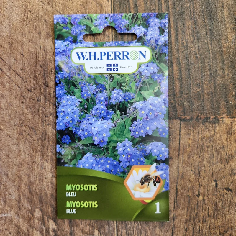 Myosotis bleu ( Myosotis sylvatica )