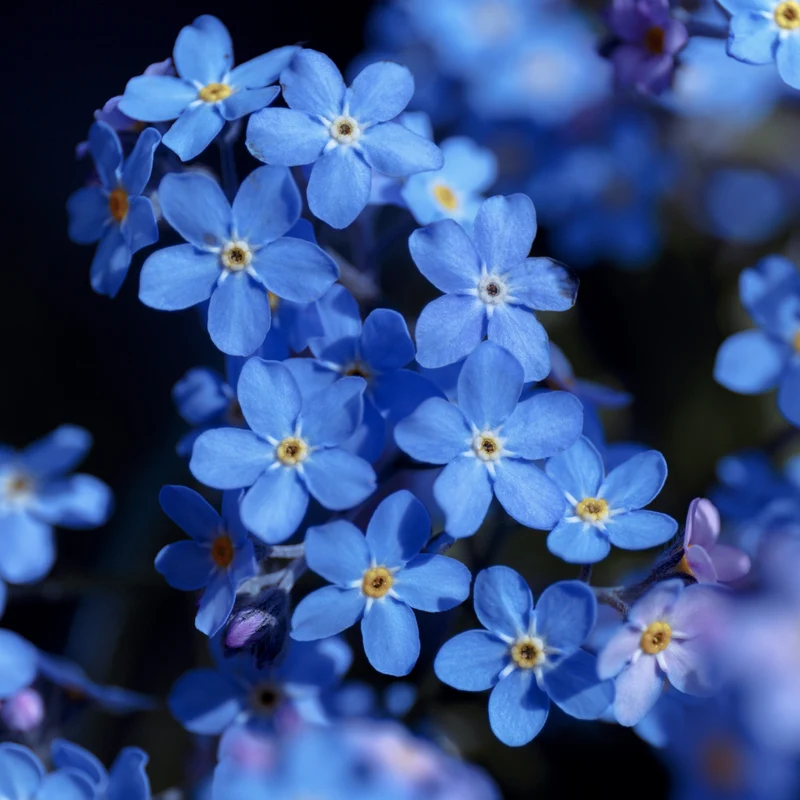 Myosotis bleu ( Myosotis sylvatica )