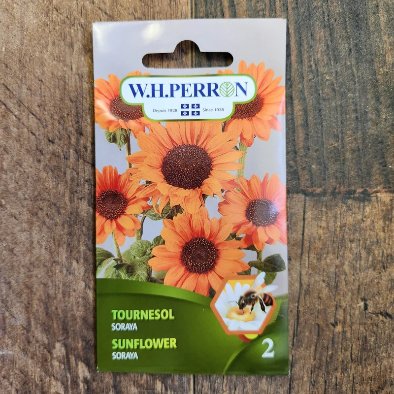 Tournesol ( Helianthus annuus ‘Soraya’)