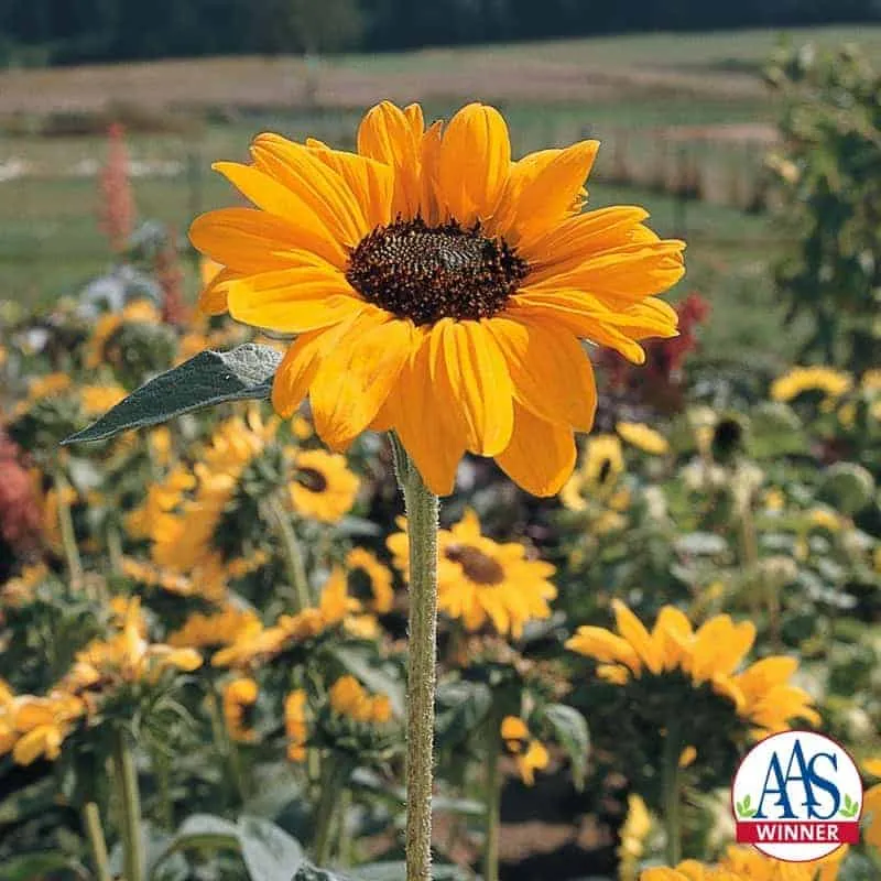 Tournesol ( Helianthus annuus ‘Soraya’)