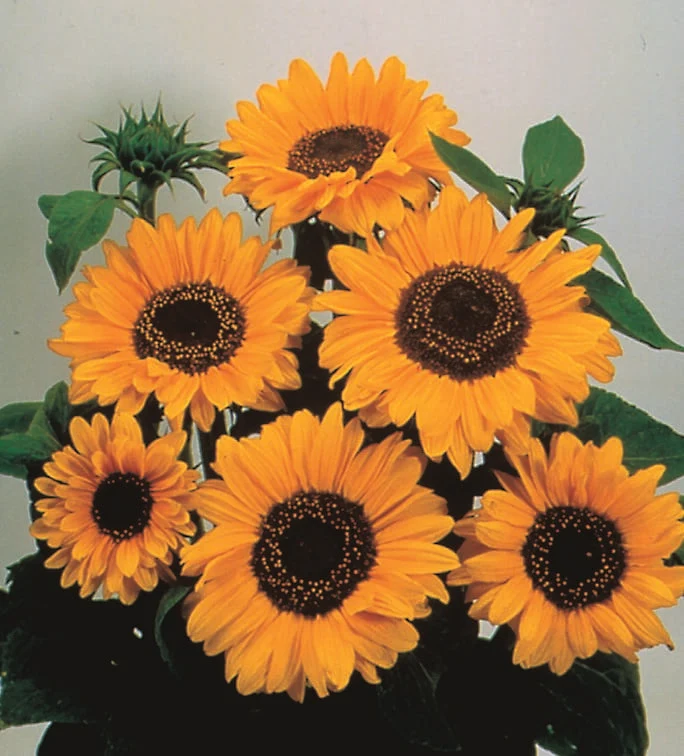 Tournesol ( Helianthus annuus ‘Soraya’)