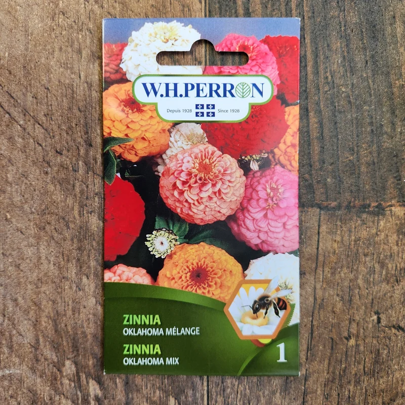 Mélange de zinnia ( Zinnia elegans ‘Oklahoma’)
