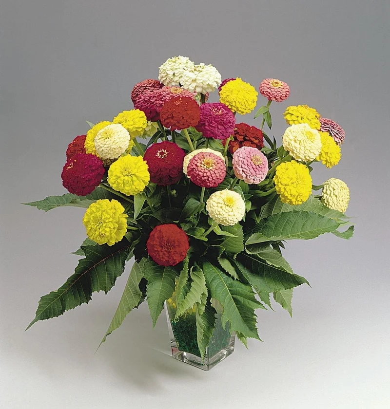 Mélange de zinnia ( Zinnia elegans ‘Oklahoma’)