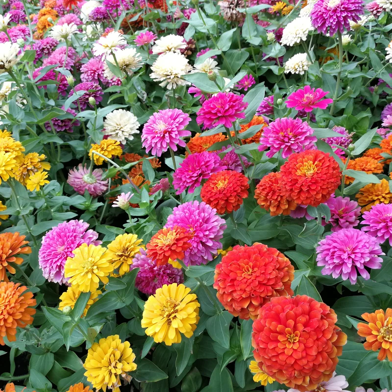 Mélange de zinnia ( Zinnia elegans ‘Oklahoma’)