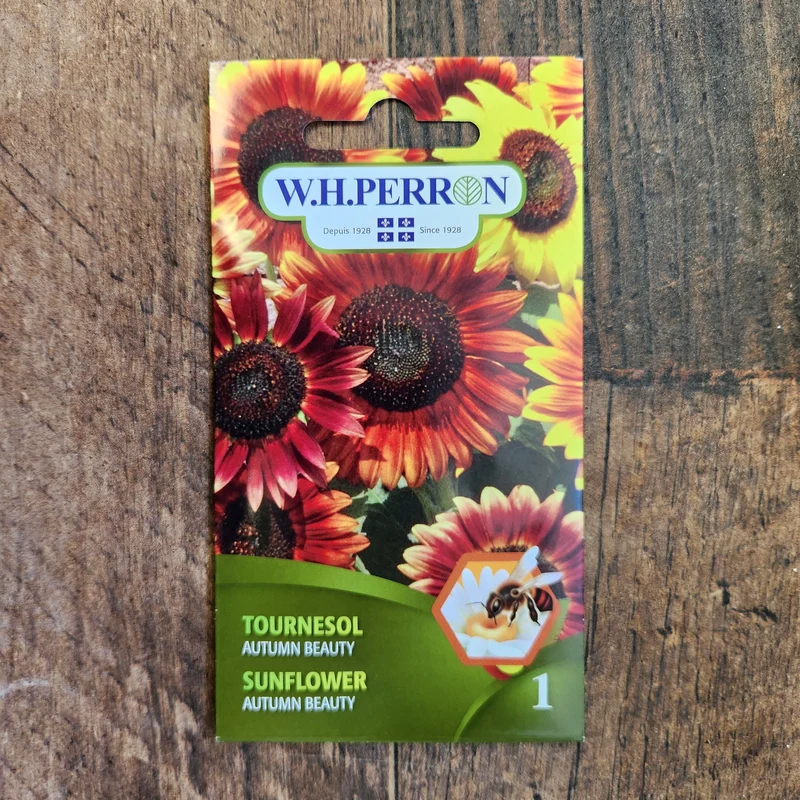 Tournesol ( Helianthus annuus ‘Autumn Beauty’)