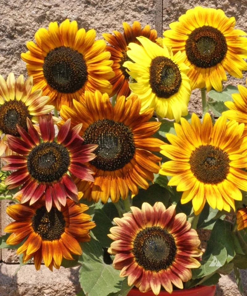 Tournesol ( Helianthus annuus ‘Autumn Beauty’)