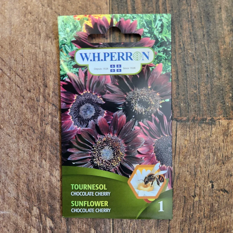 Tournesol ( Helianthus annuus ‘Chocolate Cherry’)