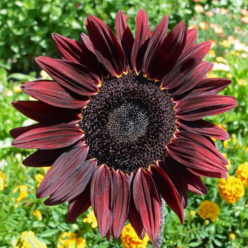 Tournesol ( Helianthus annuus ‘Chocolate Cherry’)