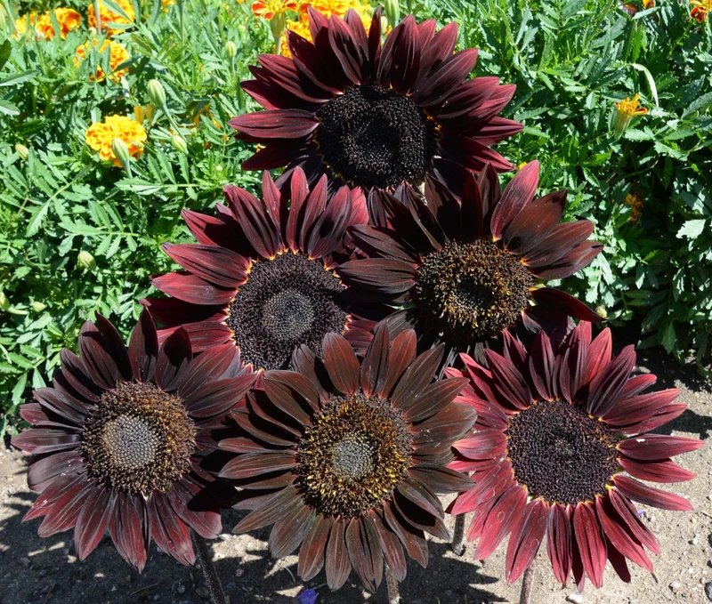 Tournesol ( Helianthus annuus ‘Chocolate Cherry’)