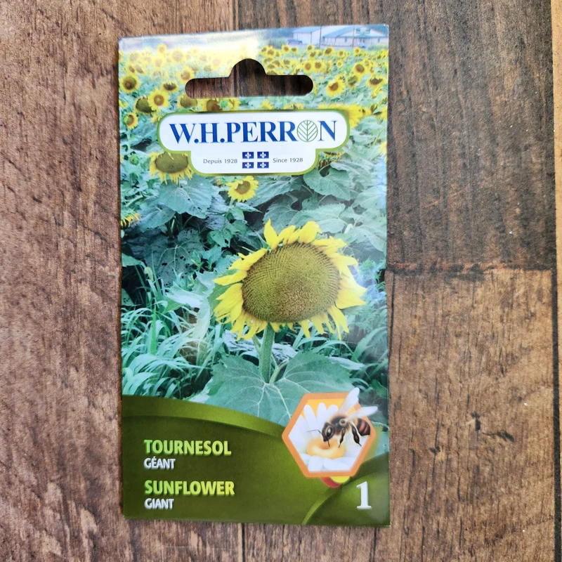 Tournesol géant ( Helianthus annuus )