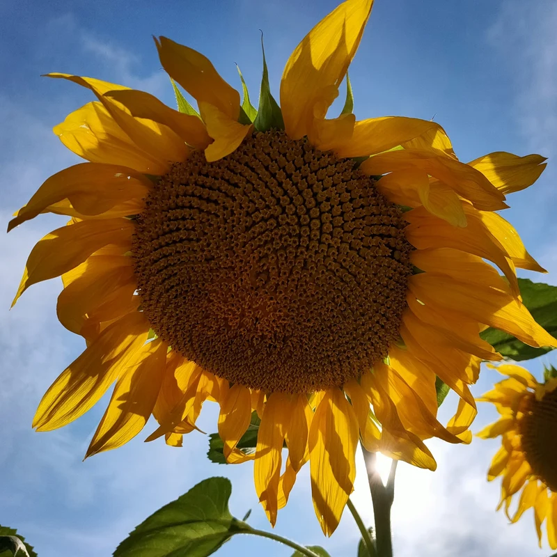 Tournesol géant ( Helianthus annuus )