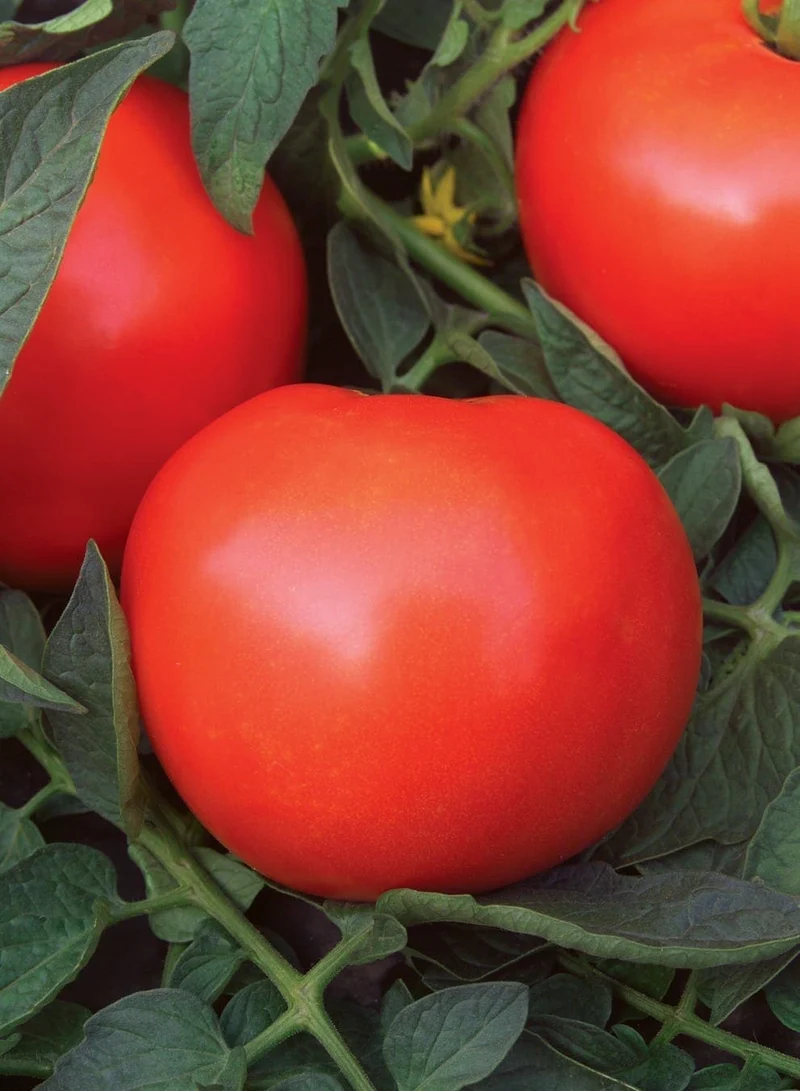 Tomate rouge ( Solanum lycopersicum ‘Mega Fantastique’)