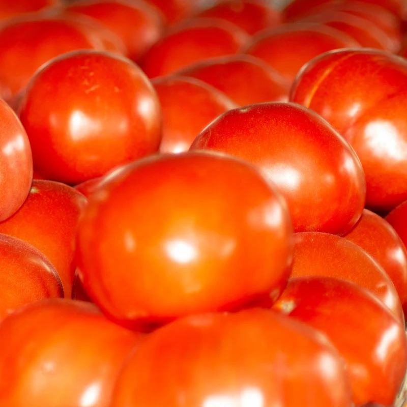 Tomate rouge ( Solanum lycopersicum ‘Tasti-Lee’)
