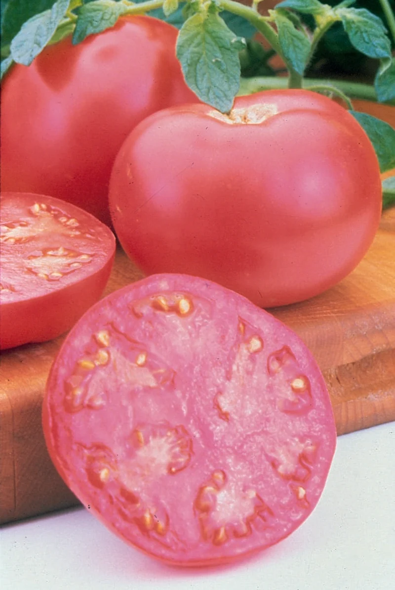 Tomate rose ( Solanum lycopersicum ‘Pink Girl’)