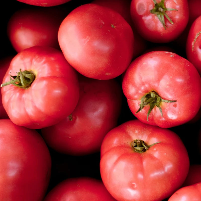 Tomate rose ( Solanum lycopersicum ‘Pink Girl’)