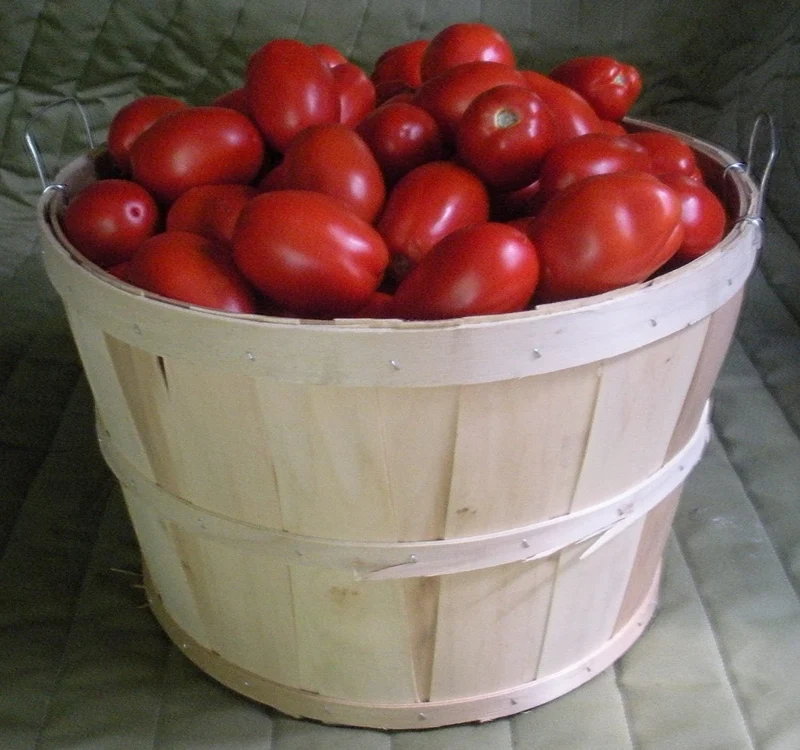 Tomate italienne ( Solanum lycopersicum ‘Plum Regal’)
