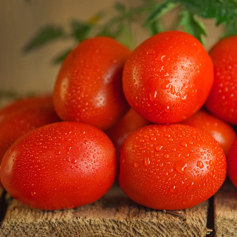 Tomate italienne ( Solanum lycopersicum ‘Plum Regal’)