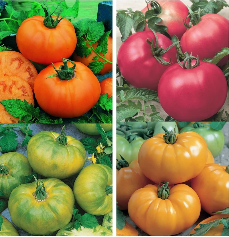 Mélange de tomates ( Solanum lycopersicum ‘Chef's Choice’)
