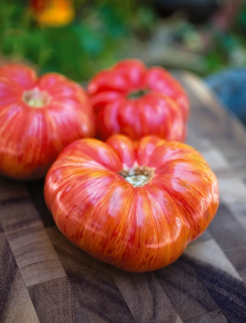 Tomate du patrimoine rayée ( Solanum lycopersicum )