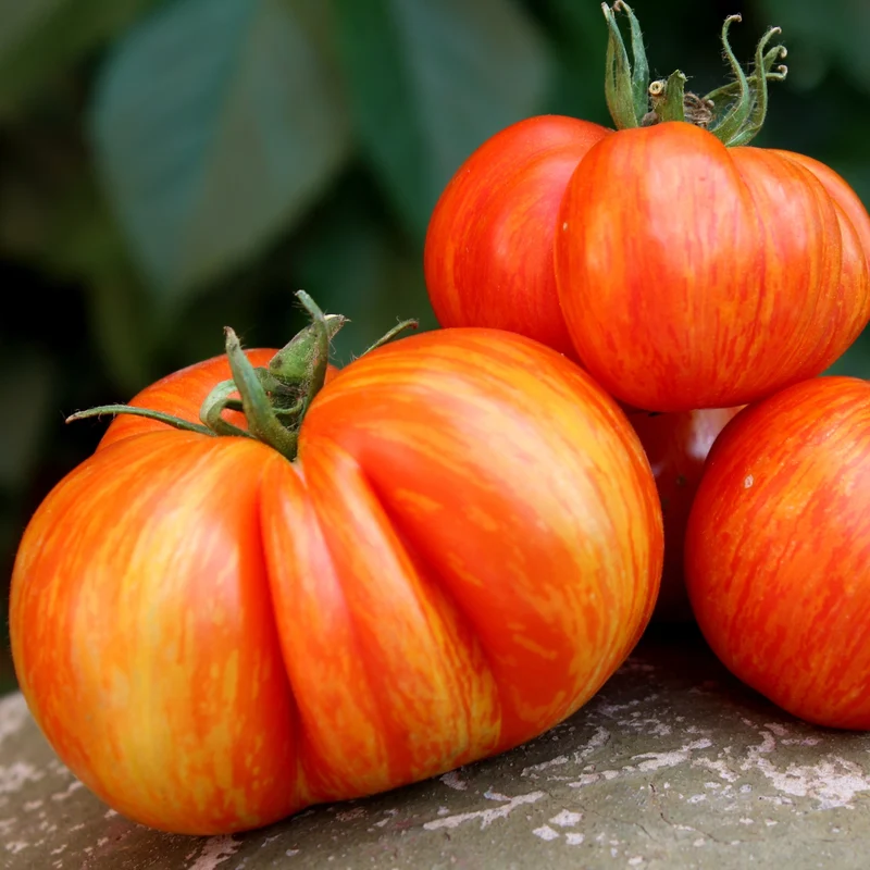 Tomate du patrimoine rayée ( Solanum lycopersicum )