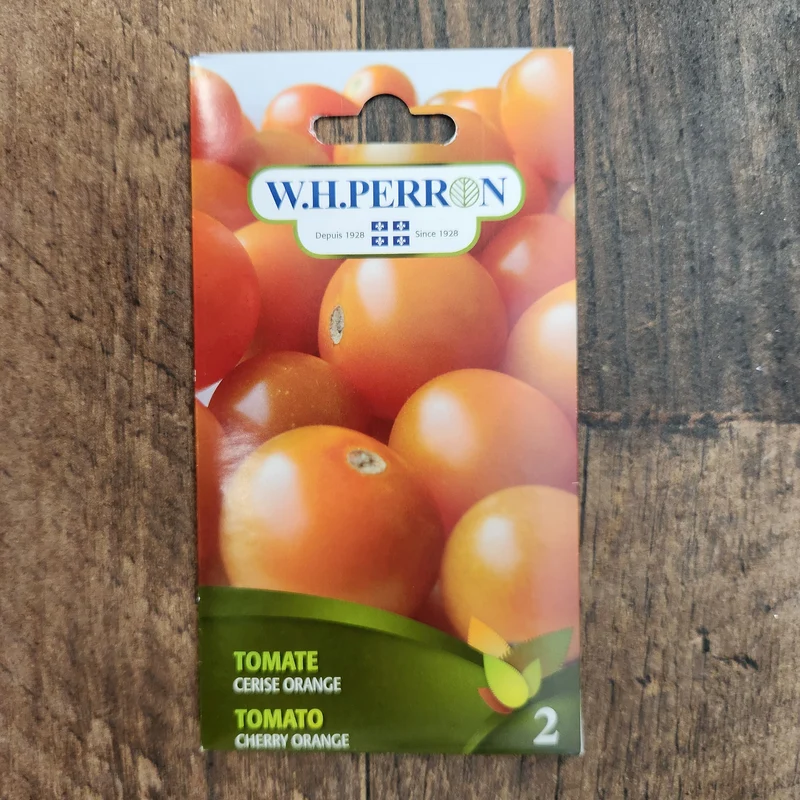 Tomate cerise orange ( Solanum lycopersicum )