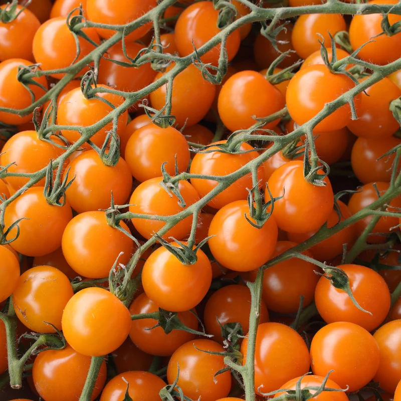 Tomate cerise orange ( Solanum lycopersicum )