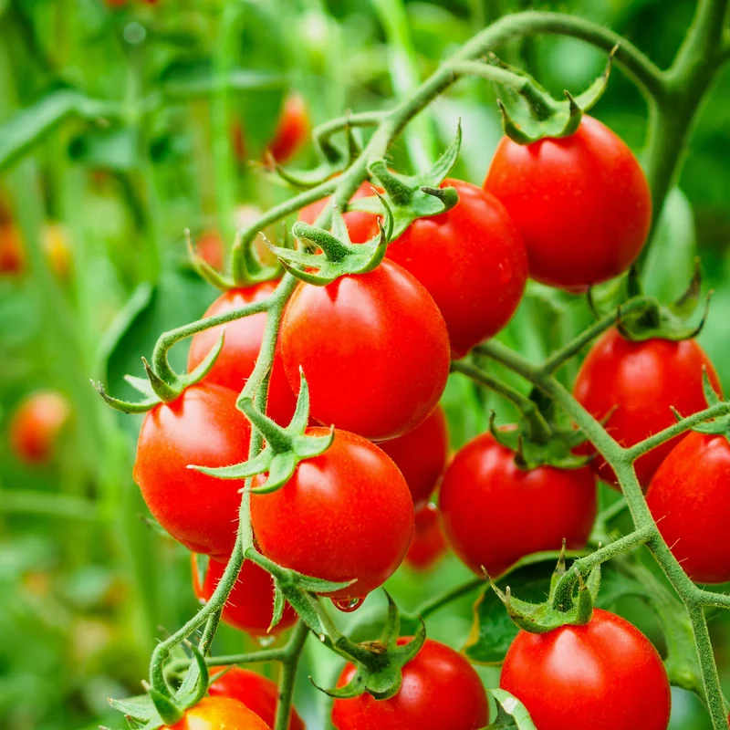 Tomate cerise rouge F1 bio ( Solanum lycopersicum )