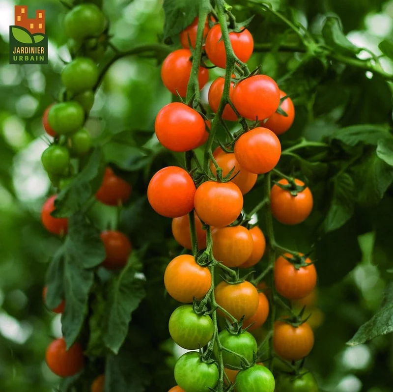 Tomate cerise F1 bio ( Solanum lycopersicum ‘Toronjina’)