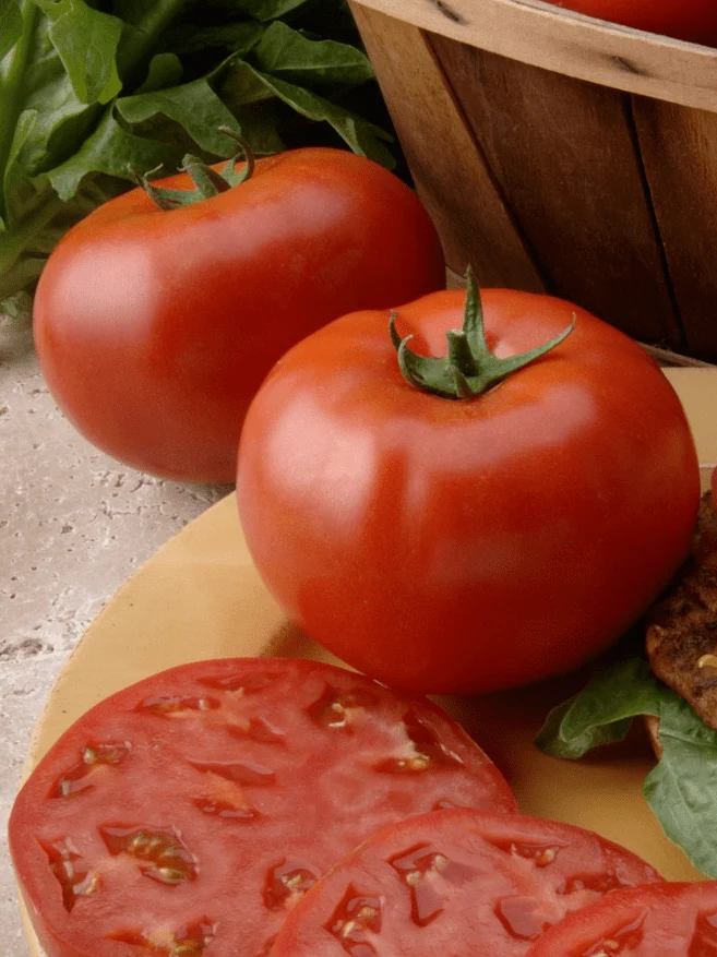 Tomate rouge bio ( Solanum lycopersicum ‘Beefsteak’)