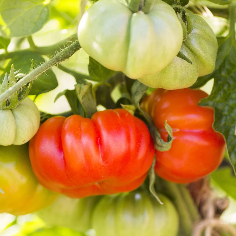 Tomate rouge bio ( Solanum lycopersicum ‘Beefsteak’)