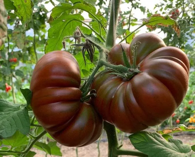 Tomate brune ( Solanum lycopersicum ‘Cappuccino’)
