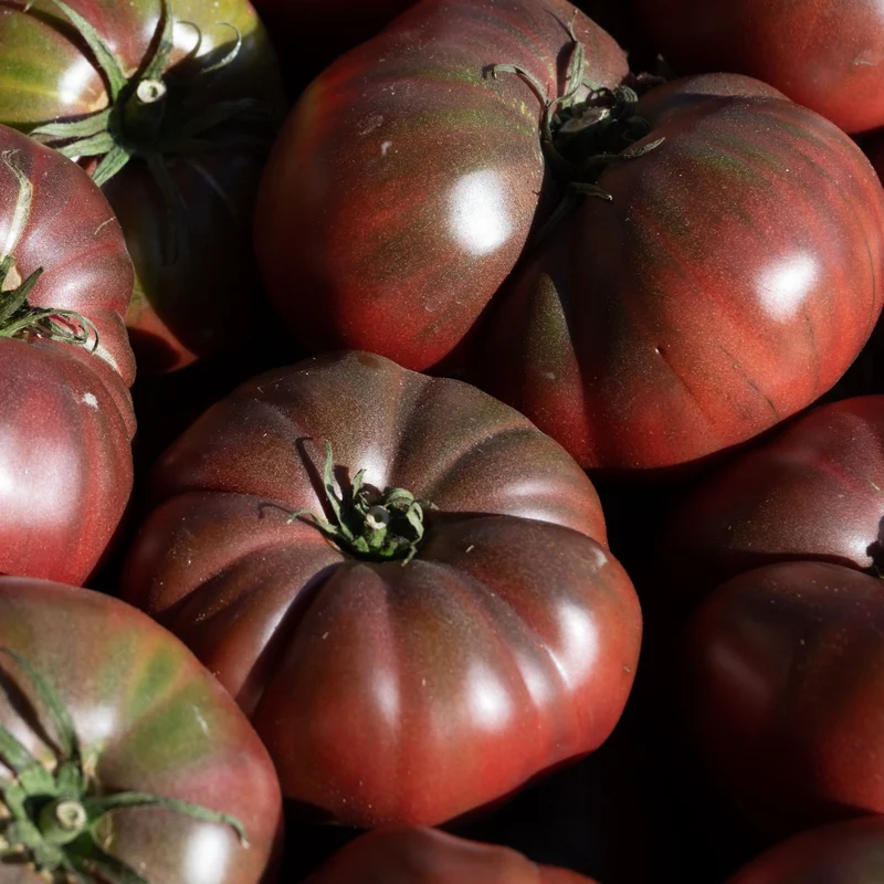 Tomate brune ( Solanum lycopersicum ‘Cappuccino’)