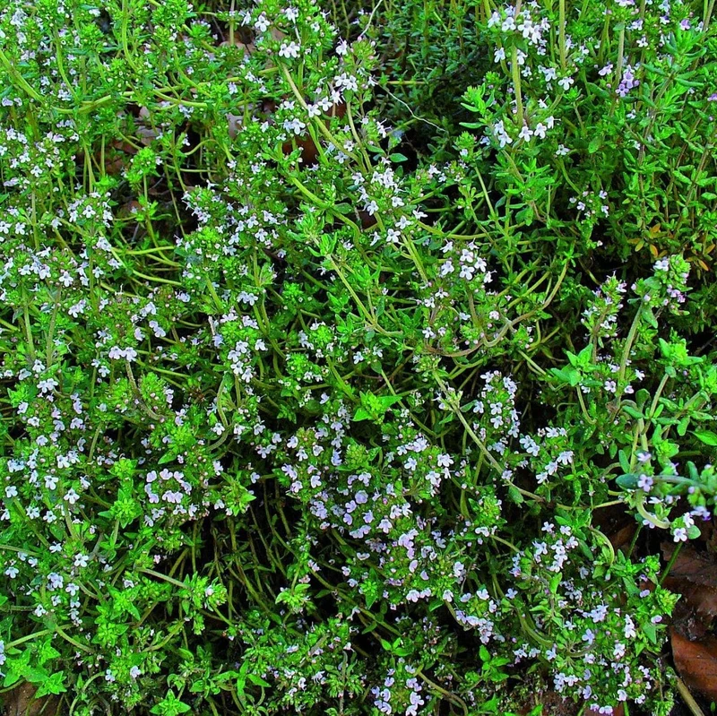Thym d'hiver ( Thymus vulgaris )