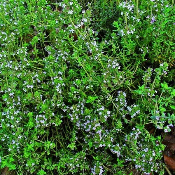 Thym d'hiver ( Thymus vulgaris )