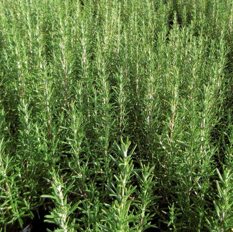 Romarin ( Salvia rosmarinus )