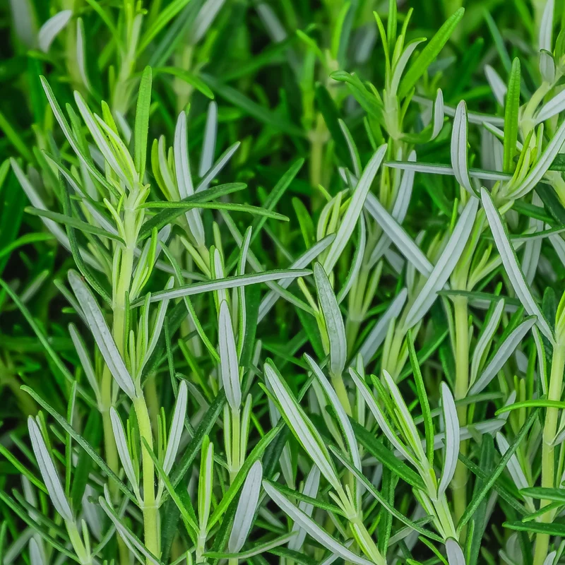 Romarin ( Salvia rosmarinus )