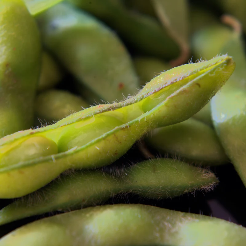 Soya ( Glycine max ‘Edamame’)