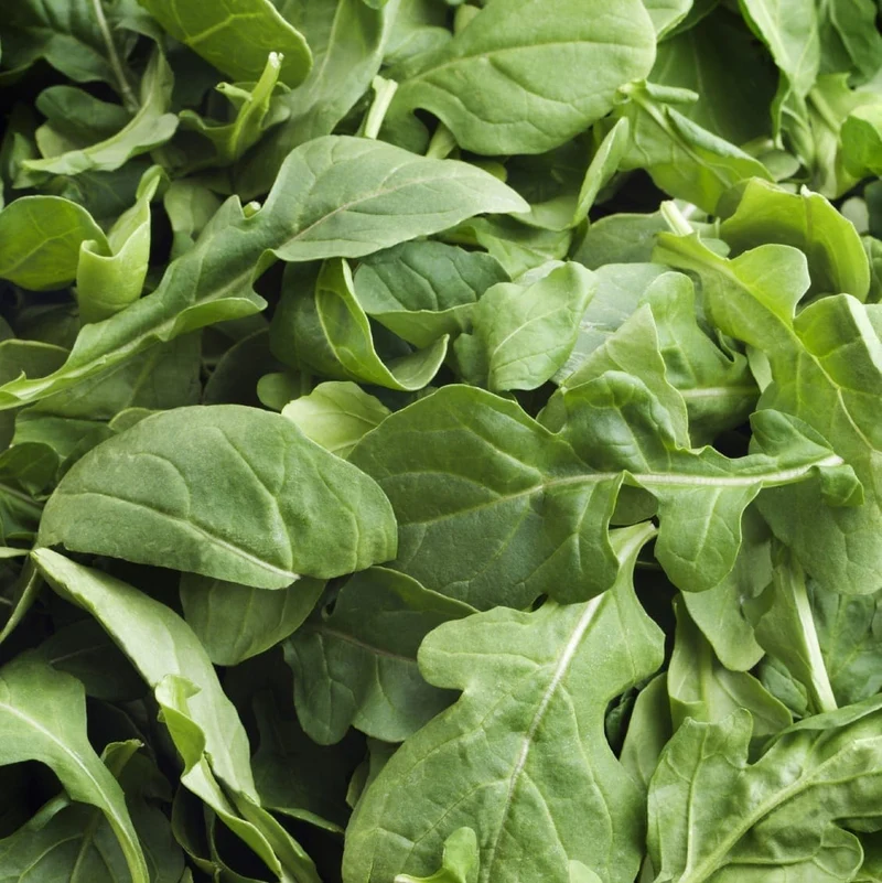 Roquette cultivée ( Eruca vesicaria )