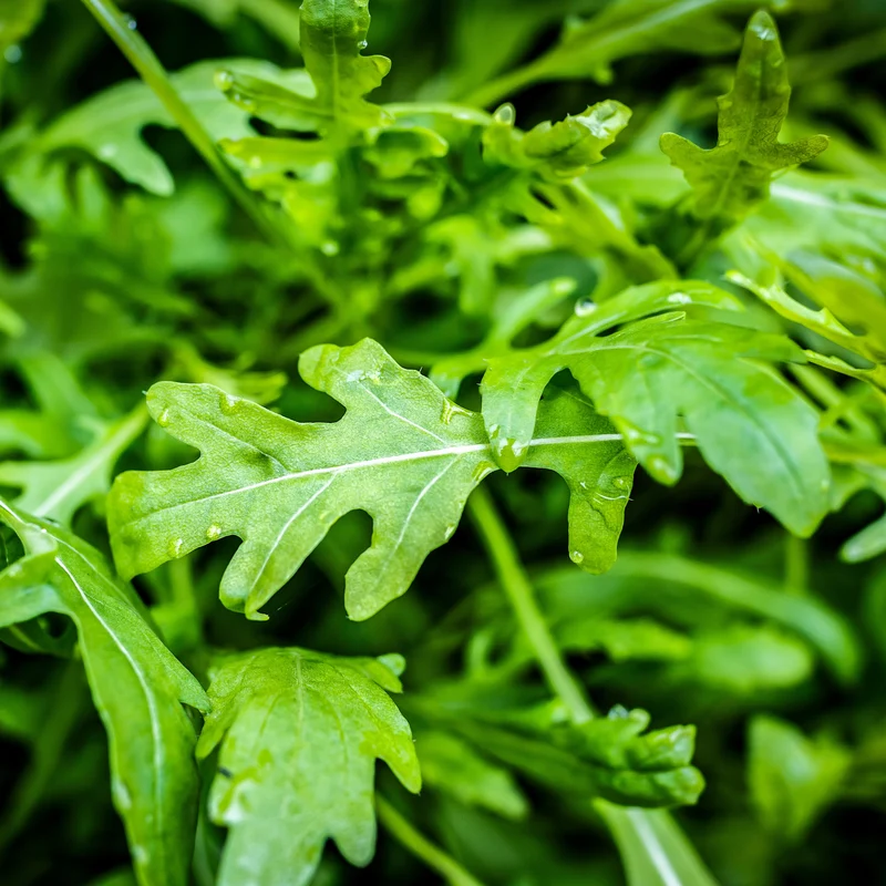 Roquette cultivée ( Eruca vesicaria )