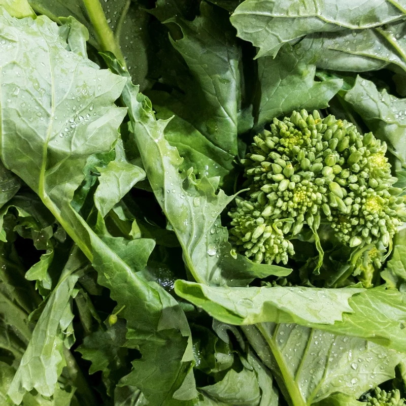 Rapini ( Brassica rapa var. ruvo )