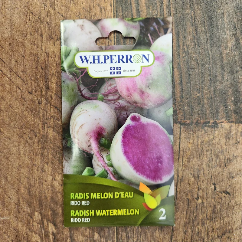 Radis melon d'eau ( Raphanus sativus ‘Rido Red’)