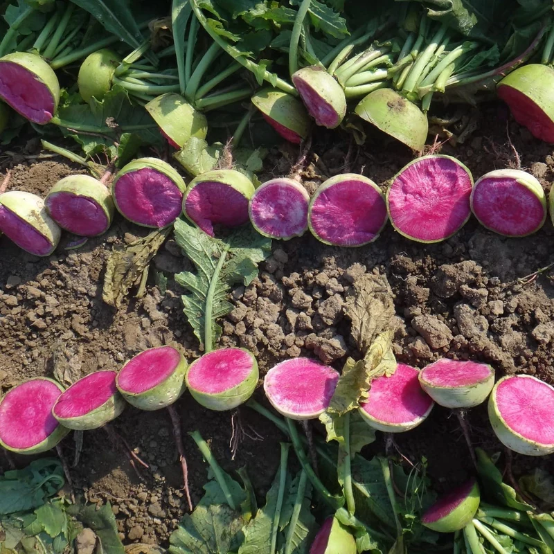 Radis melon d'eau ( Raphanus sativus ‘Rido Red’)