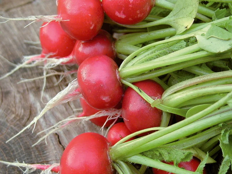 Radis bio ( Raphanus sativus ‘Early Scarlet Globe’)