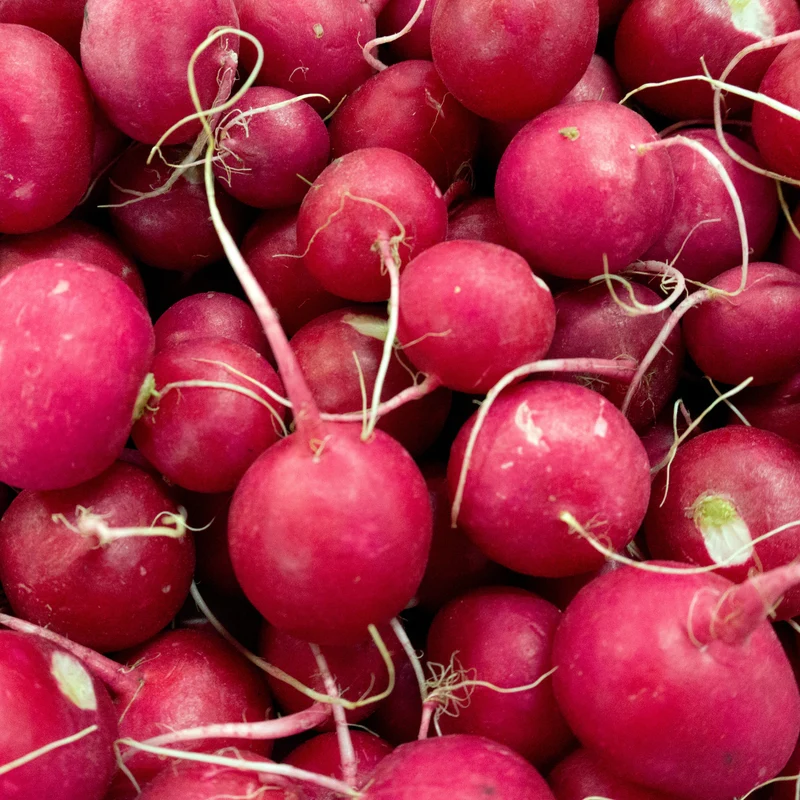 Radis bio ( Raphanus sativus ‘Early Scarlet Globe’)