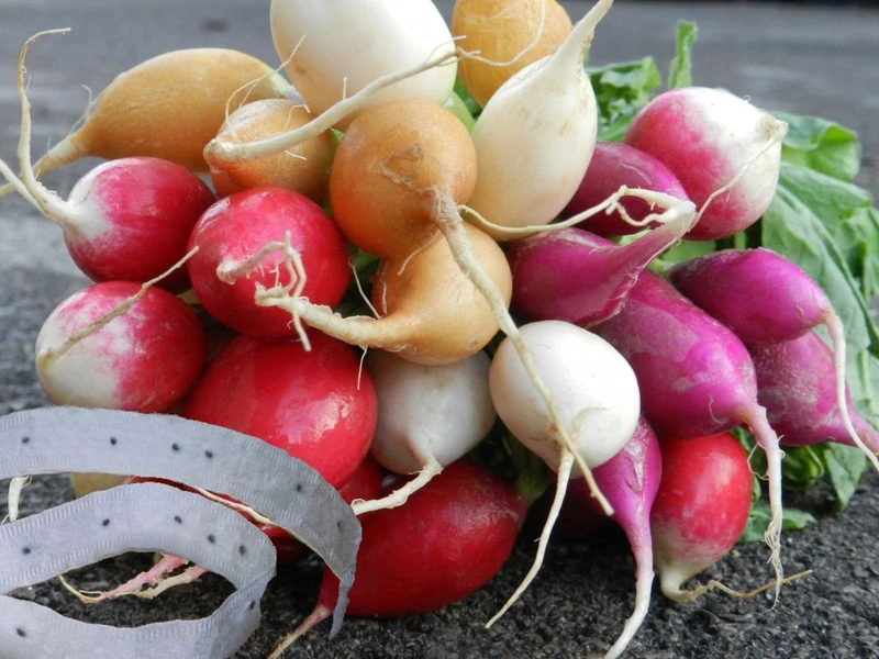 Mélange de radis sur ruban ( Raphanus sativus )