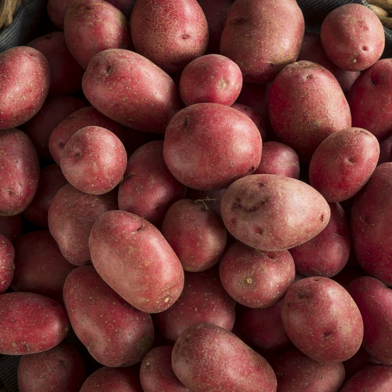 Pomme de terre rouge 'Clancy'
