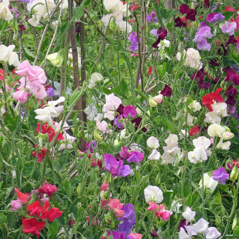 Mélange de Pois de senteur ( Lathyrus odoratus )