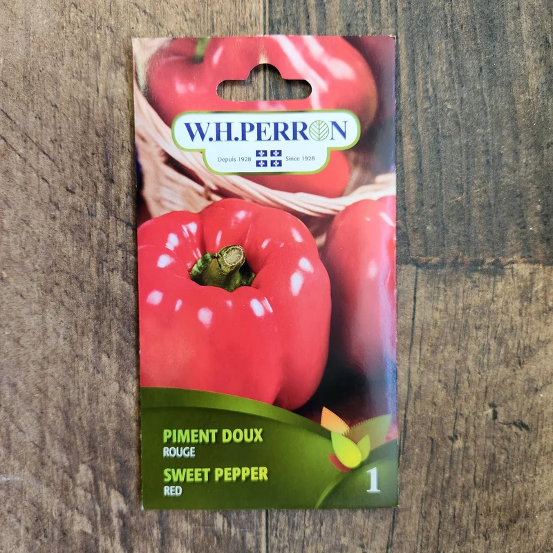 Poivron rouge ( Capsicum annuum )